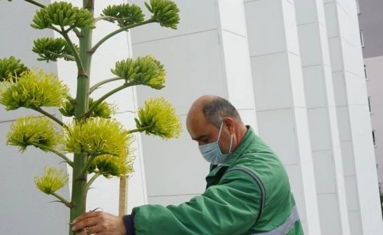 Mezitli Belediyesi, ‘agave’ bitkisini koruma altına aldı