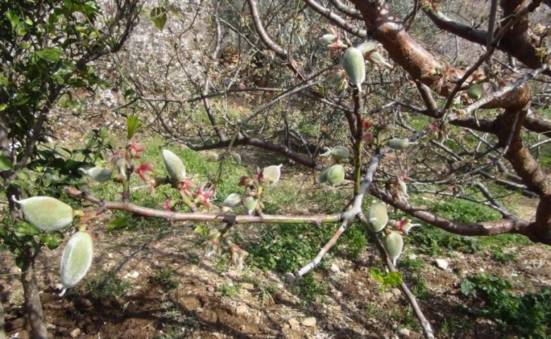 Mersin'de Sezonun ilk çağla hasadı  yapıldı