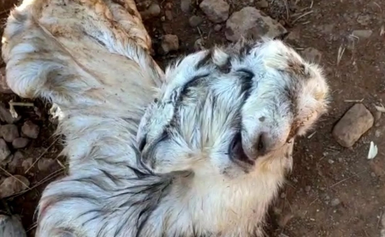 Çift başlı doğan oğlak görenleri şaşkına çevirdi