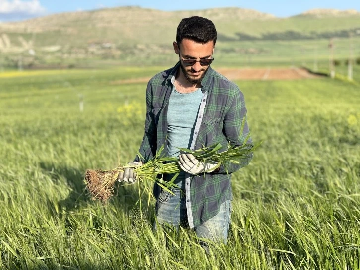 Çiftçiler, yüksek rekolte bekliyor