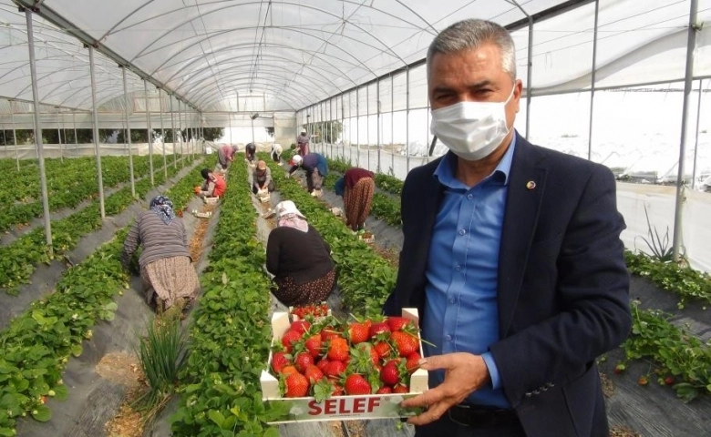 Başkan Kaynar Silifke’de çilek ihracatı başladı