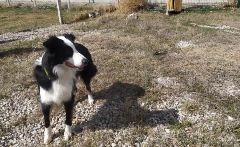 Korona virüsü teşhis edebilen dedektör köpek yetiştirildi