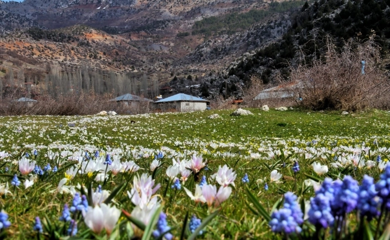 Kahramanmaraş’ta sümbüller vadiyi süsledi