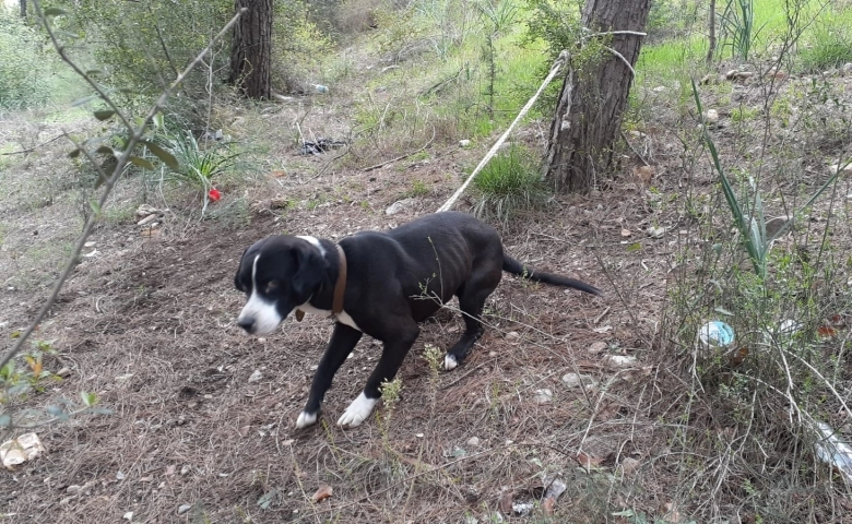 Köpeği ormanda ağaca bağlayıp ölüme terk ettiler