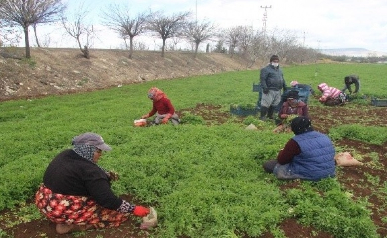 Kilis, Güneydoğu'nun sebzesini yetiştiriyor