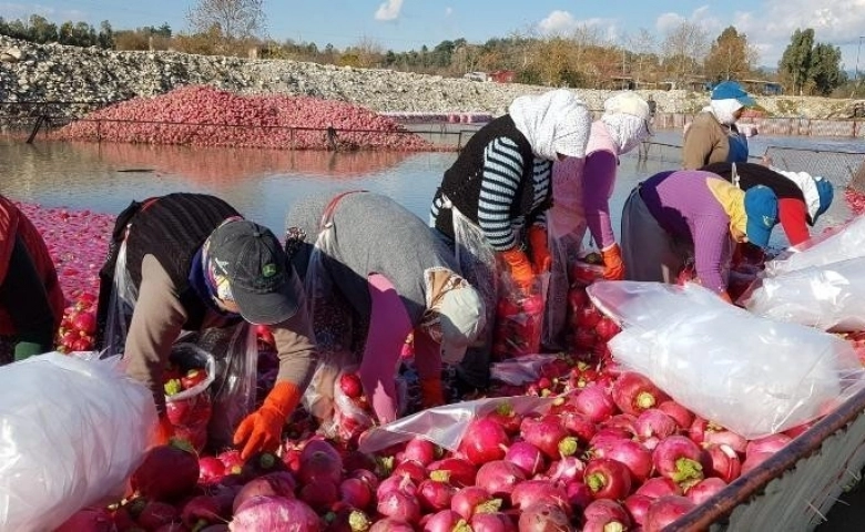 Gizemli hayırsever poşetle getirdiği parayı turp işçilerine dağıttı