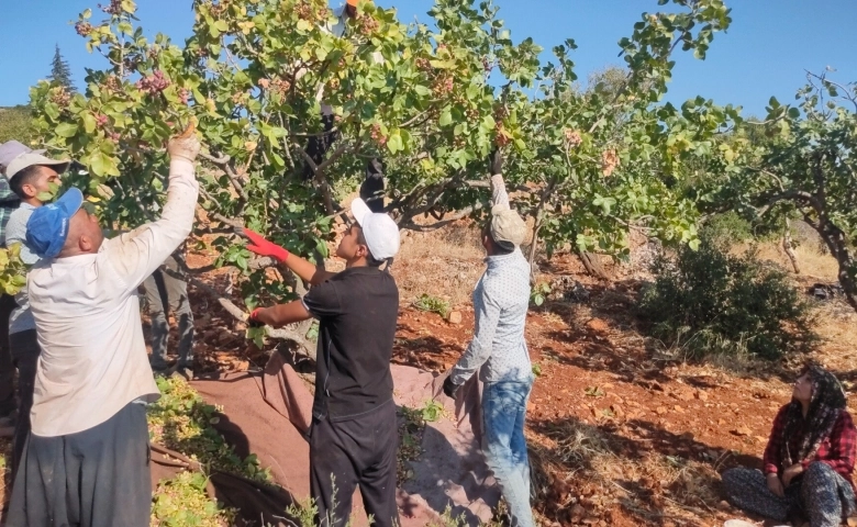 Antepfıstığı üreticisi perişan ve sahipsizlikten yakınıyor