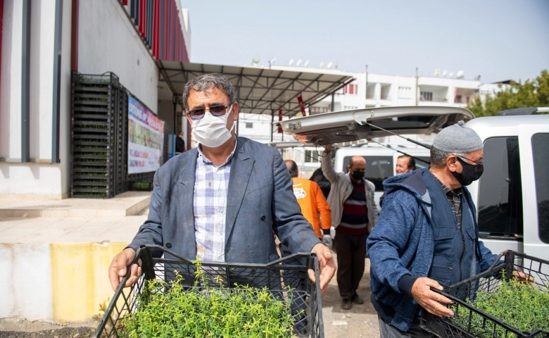 Mersin'de üreticilere kantaron fidesi dağıtıldı  