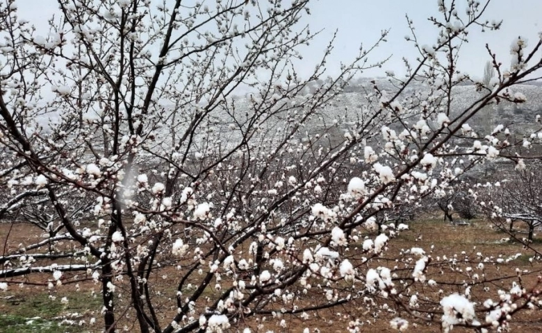 Malatya'da Kar yağışı kayısı üreticilerini endişelendiriyor