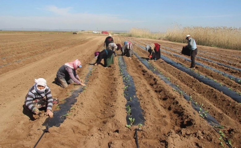 Kilis'te  biber fideleri toprakla buluşmaya başladı