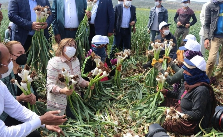 Sarımsak diyarı Araban’da hasd başladı üreticinin yüzü gülüyor