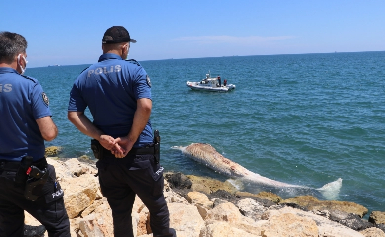 Dünyanın en büyük ikinci balinası, Mersin'de karaya vurdu