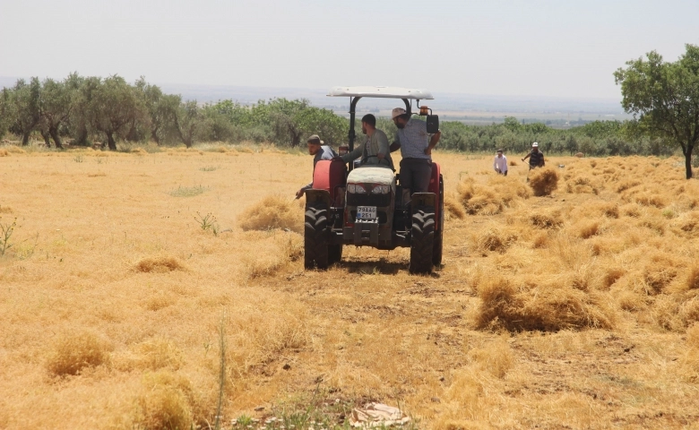 Kilis'te mercimek hasadı devam ediyor, çiftçinin yüzü gülüyor