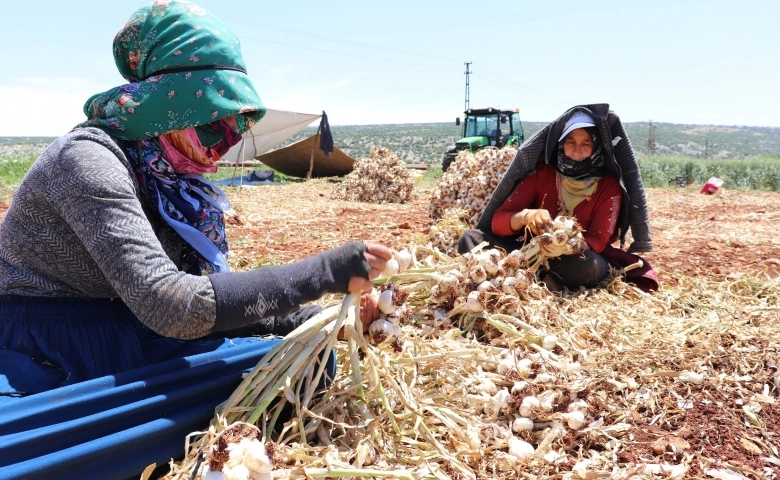 Araban’da tarım işçileri bayramı tarlada geçiriyor