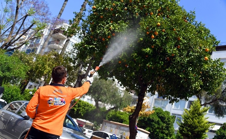 Mersin’de Akdeniz Meyve Sineği ile mücadele sürüyor   