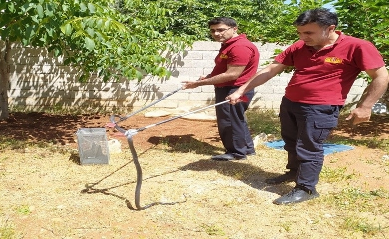  Bahçede görülen yılanı itfaiye yakaladı  