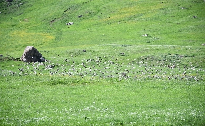 Göçmen kuşlar Şırnak yaylalarını doldurdu 