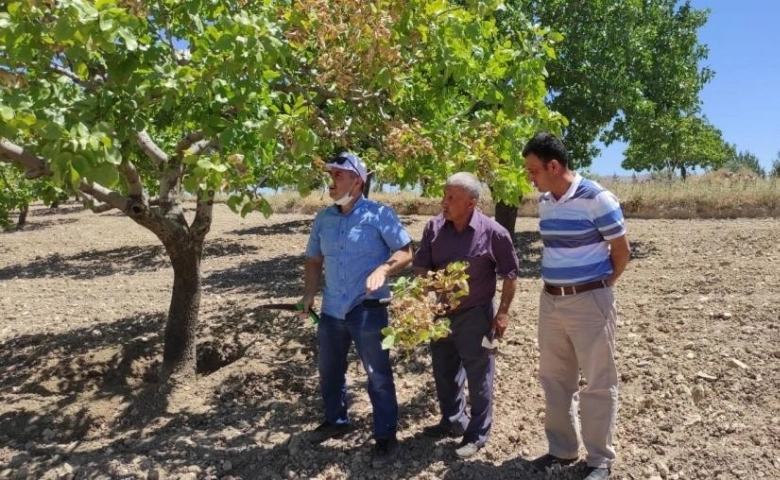 Kilis'te Antepfıstığında hastalık tehdidi