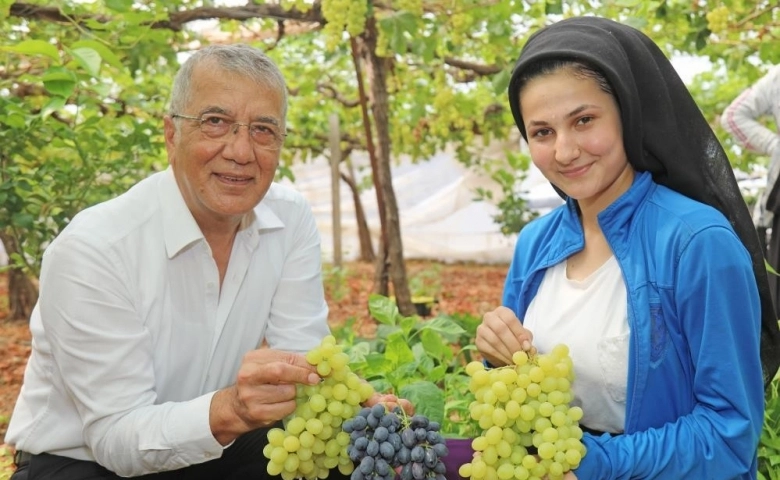 Mezitli’de örtü altı üzüm hasadına Başkan Tarhan'da katıldı