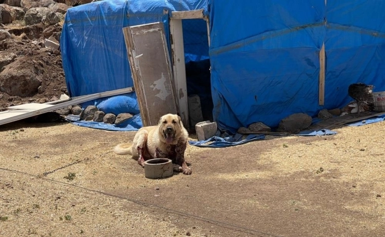 Şanlıurfa'da 3 kişinin öldüğü kavgada kurşunlanan köpek telef oldu