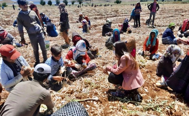 Oğuzeli’nde sarımsak hasadı başladı