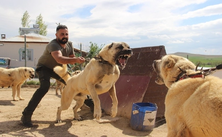 Dünyaca ünlü Kangal köpekleri o ildeki cezaevlerini koruyacak  