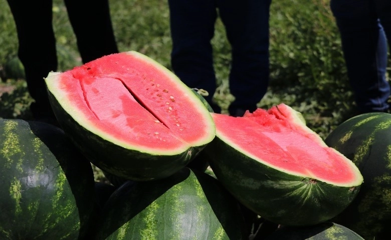 "Adana karpuzu" tarlada 50 kuruşa düştü