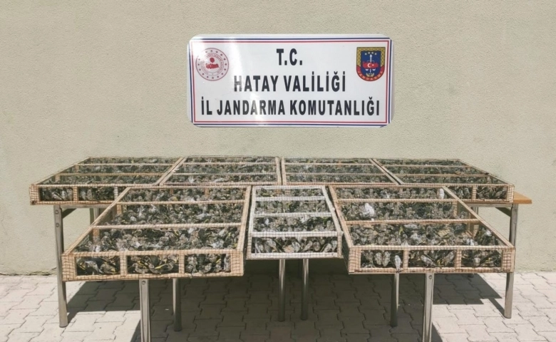 Hatay’da 3 bin 754 adet saka kuşu ele geçirildi