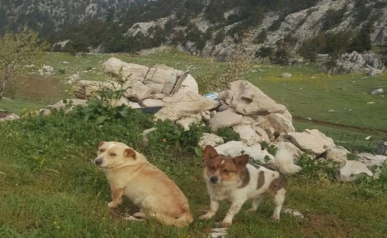 Zehirlenip ölen köpeğin mezarından bir an olsun