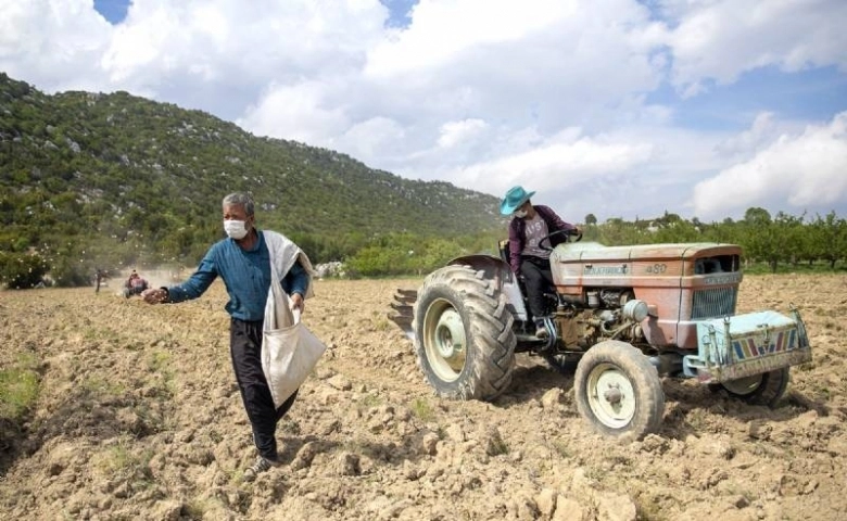 Mersin Büyükşehir destekledi, Gülnar’da nohut tohumları toprakla buluştu