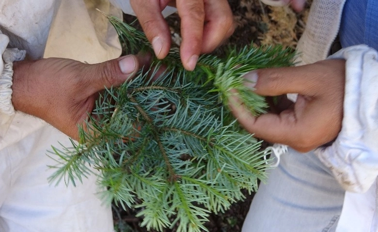 Mezla balı hasadı başladı