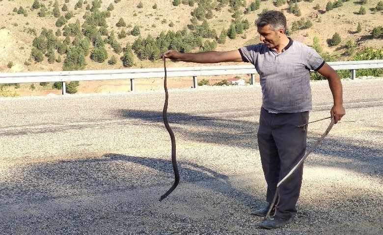 Mahsur kalan yılanı kurtararak doğaya bıraktı