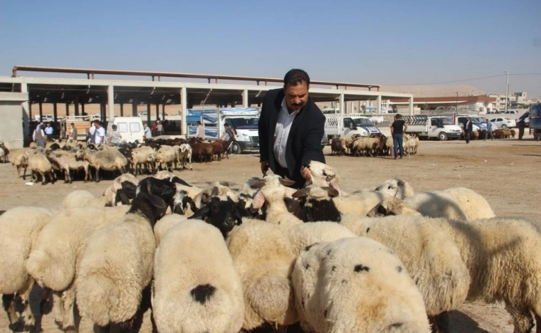 Şanlıurfa’da kurbanlıklar görücüye çıktı