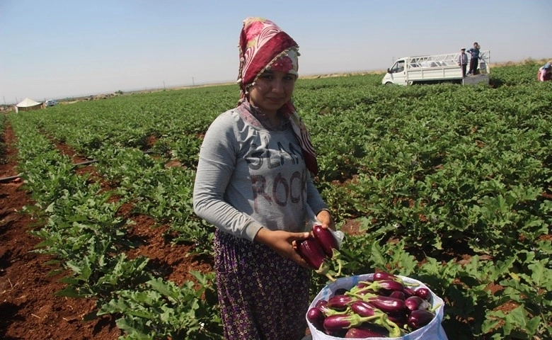 Kilis’te patlıcan hasadı başladı  