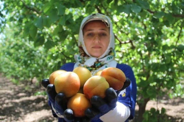 Hatay'da kayısı hasadı başladı, üreticinin yüzü gülüyor