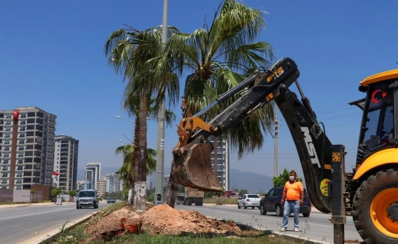 Mersin'de Bisiklet yolu proje alanındaki palmiyeler taşınıyor