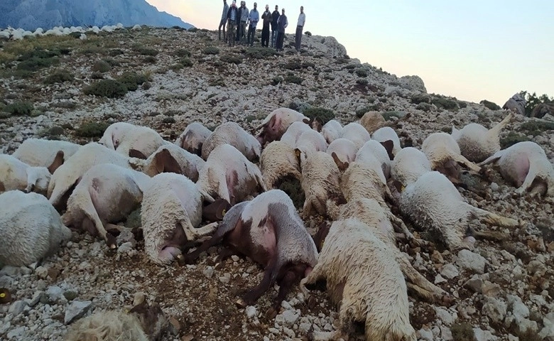 Kahramanmaraş'ta yıldırım düştü 86 koyun telef oldu  