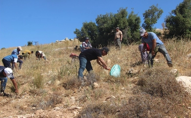 Kilis’te kekik hasadı başladı  