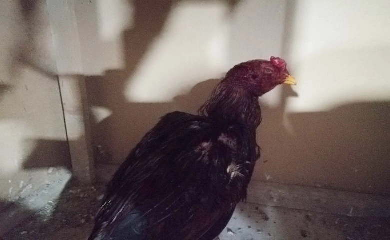 Gaziantep’te Horoz dövüştürülen çiftliğe baskın