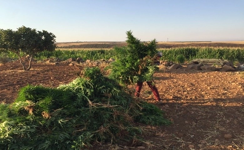 Mısır tarlasında uyuşturucu operasyonu  