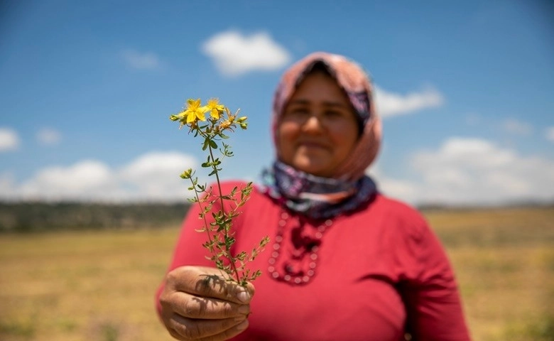 Kantaron fideleri ilk çiçeklerini açtı  