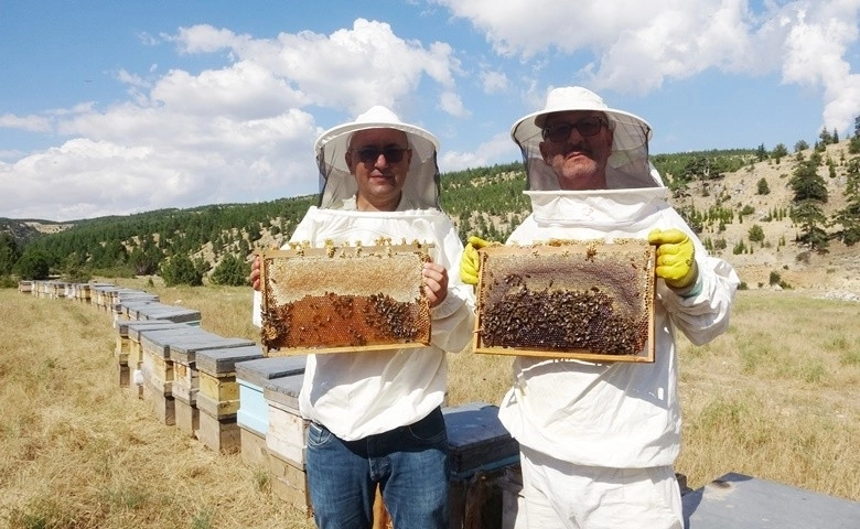 Sedir balı kuraklıkta arıcının yüzünü güldürüyor  