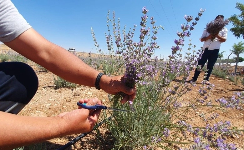 Suriye sınırında ilk defa lavanta yetiştirildi  