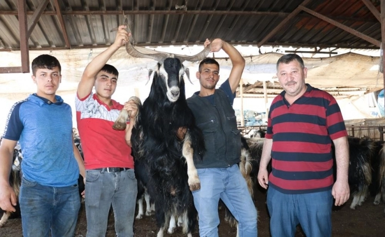 Kahramanmaraş'ta Kurban pazarında uzun boynuzlu keçilere ilgi büyük