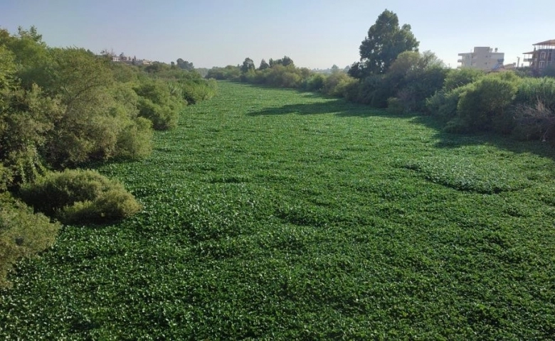 Hatay'da su sümbülleri Asi Nehri'ni yeniden istila etti