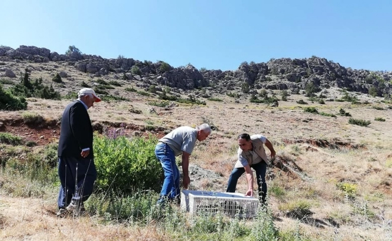 Adıyaman'da Doğaya keklik bırakıldı