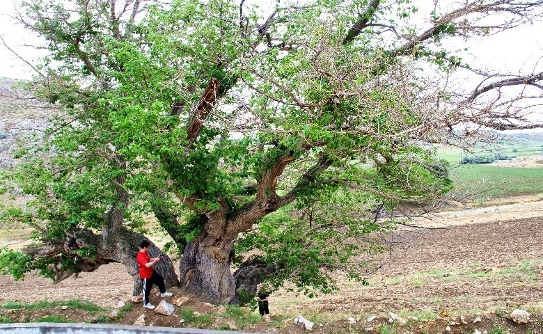 750 yıllık dut ağacı yıllara meydan okuyor