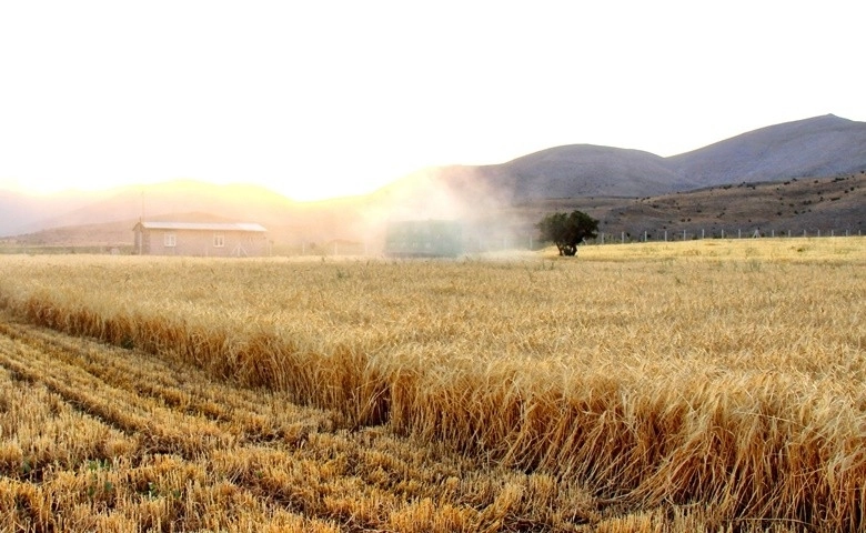 Kahramanmaraş’ta ekinler biçilmeye başladı  