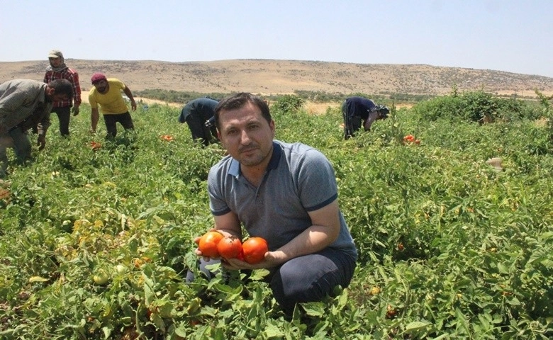 Kurban Bayramı öncesi domates üreticisi talebe yetişemiyor  