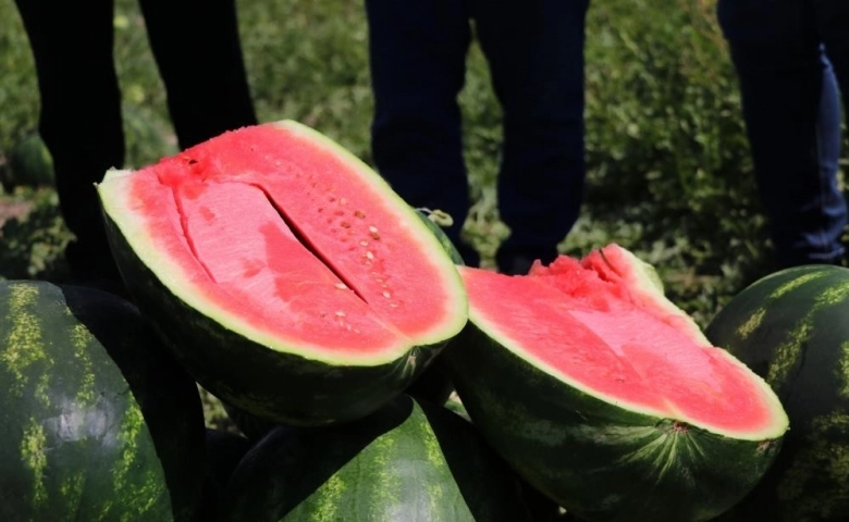 Almanya ve Rusya’nın karpuzu Adana’dan